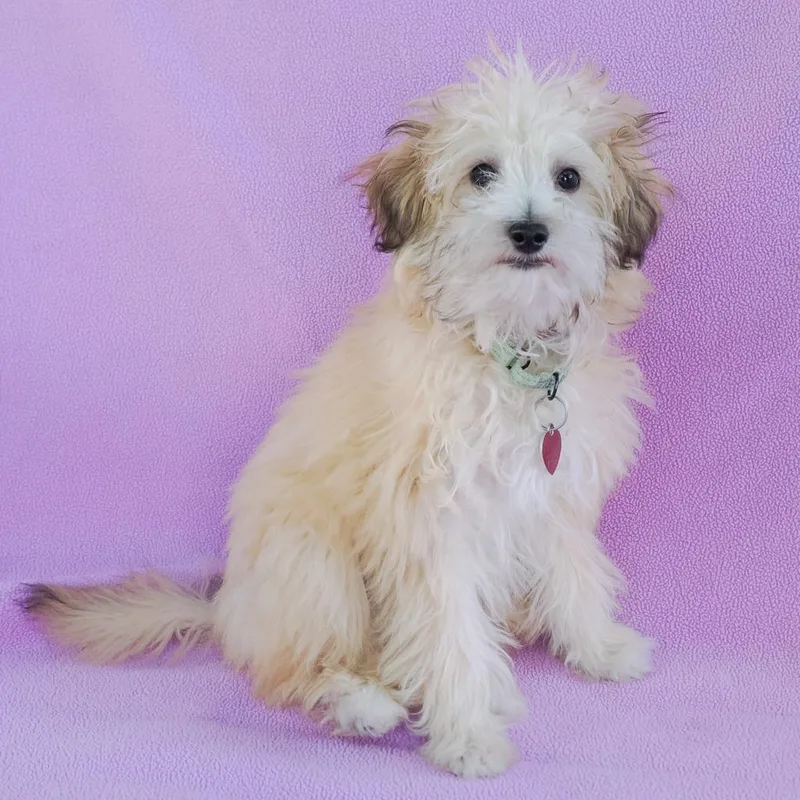 A baby medium-sized male Yellow / Tan / Blond / Fawn Havanese dog named Bon Bon for adoption in Point Richmond, CA