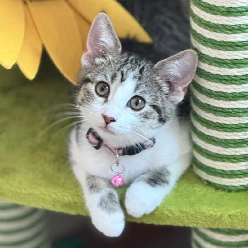 Mia
