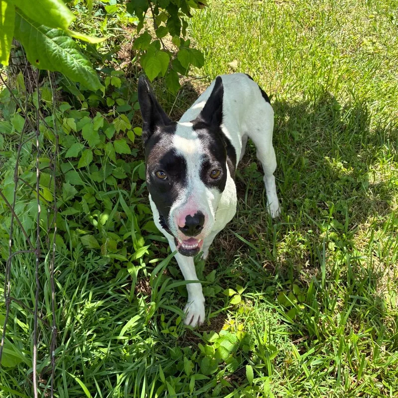 An adult large-sized male White / Cream Mixed Breed dog named Oak for adoption in Danville, KY