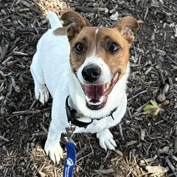 An adult small-sized male Jack Russell Terrier dog named Dean for adoption in Walnut Creek, CA