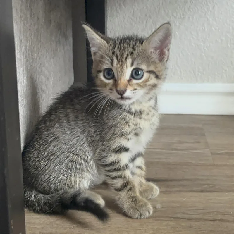 A baby small-sized male Brown / Chocolate Domestic Short Hair cat named Charleston Chew for adoption in Austin, TX