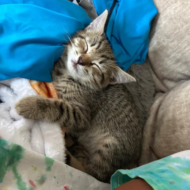 Charleston Chew thumbnail 3