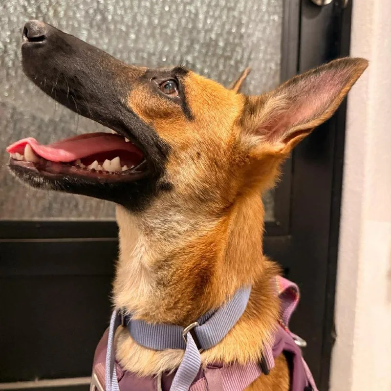 A young medium-sized female Red / Chestnut / Orange Belgian Shepherd / Malinois dog named Nova for adoption in Bend, OR