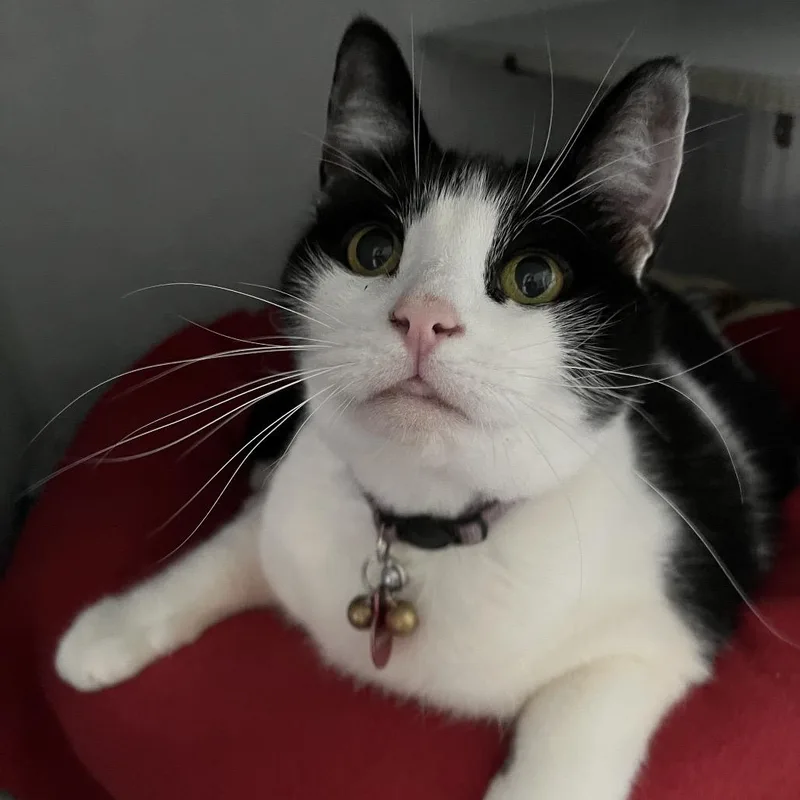An adult small-sized female White Domestic Short Hair cat named Doodle for adoption in Sarasota, FL