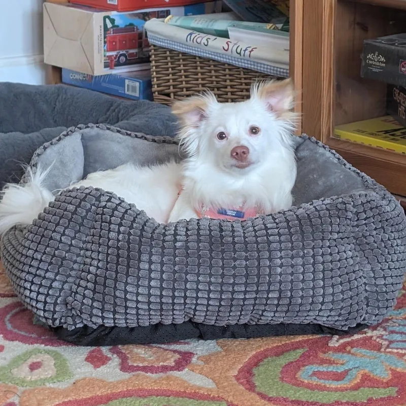 A young small-sized female White / Cream Chihuahua dog named Kenzie for adoption in Rockville, MD