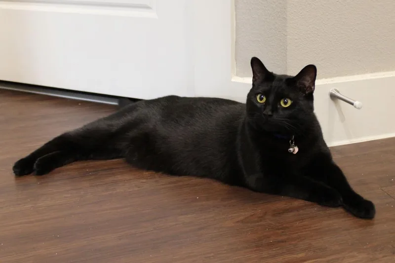 An adult medium-sized female Black Domestic Short Hair cat named Jade for adoption in Rockwall, TX