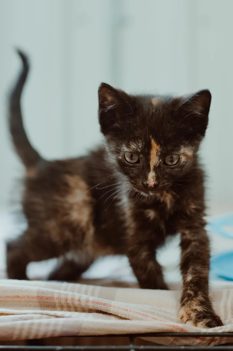 A baby medium-sized female Torbie cat named Saturn for adoption in Le Mars, IA