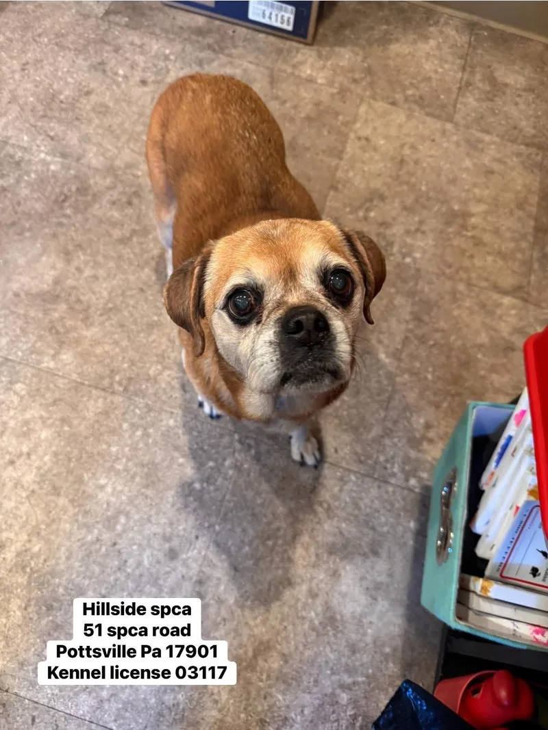 A senior small-sized female Apricot / Beige Puggle dog named Bailey for adoption in Pottsville, PA