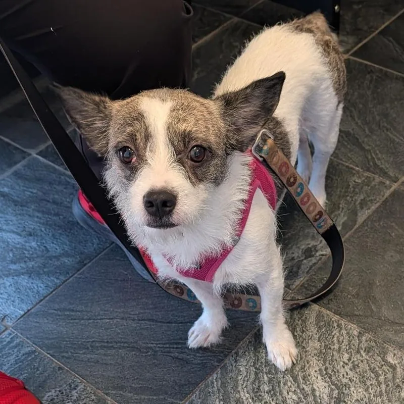An adult small-sized female White / Cream Jack Russell Terrier dog named Ella for adoption in Clearwater, FL