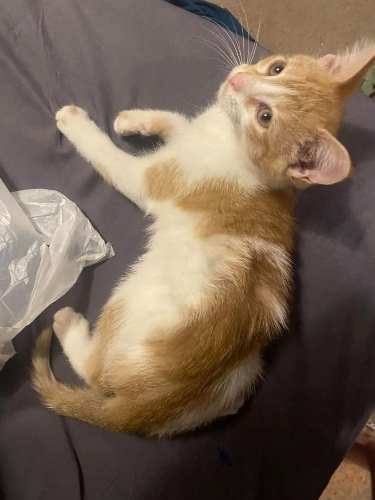 A young medium-sized male Domestic Short Hair cat named Kevin for adoption in Johnson City, TN