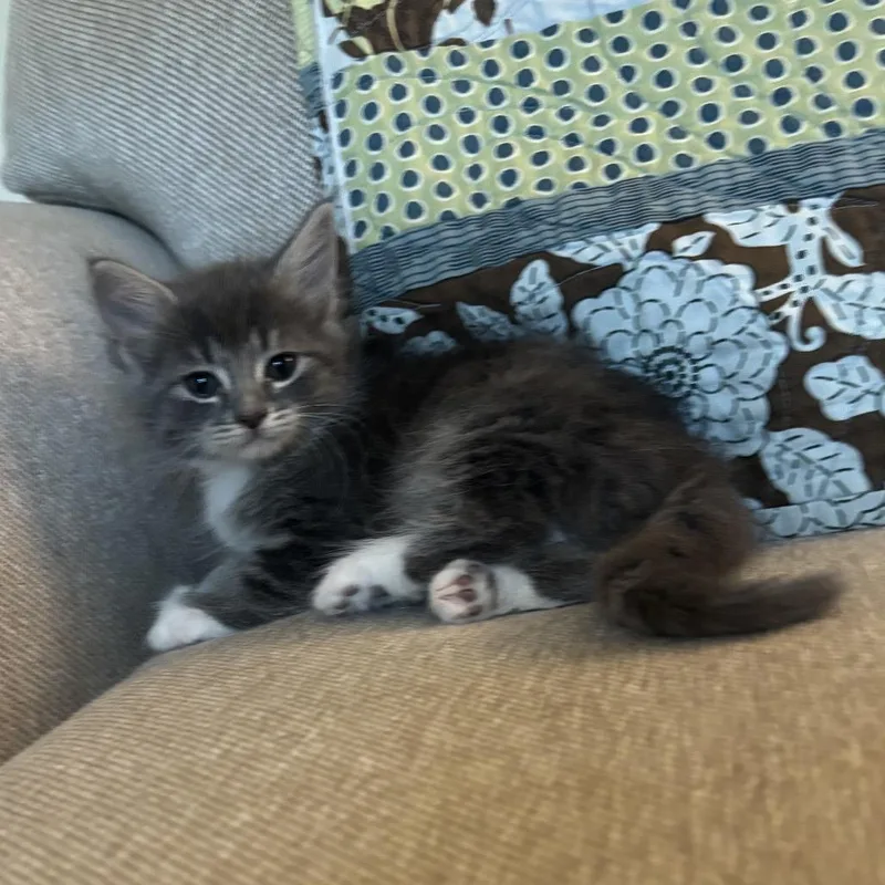 A baby small-sized female Gray / Blue / Silver Domestic Medium Hair cat named Smokalicious for adoption in Bristol, IN