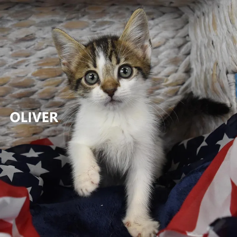 A baby small-sized male White Domestic Short Hair cat named Oliver for adoption in Yuma, AZ