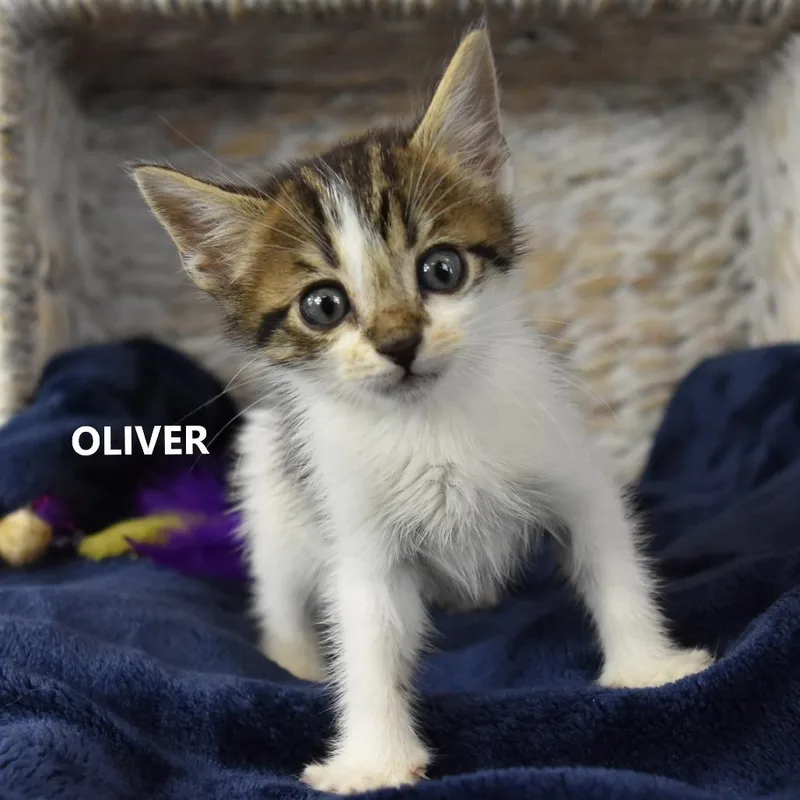 Oliver thumbnail 2
