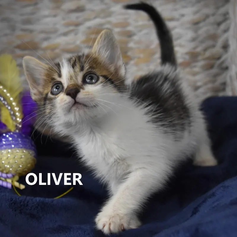 Oliver thumbnail 3