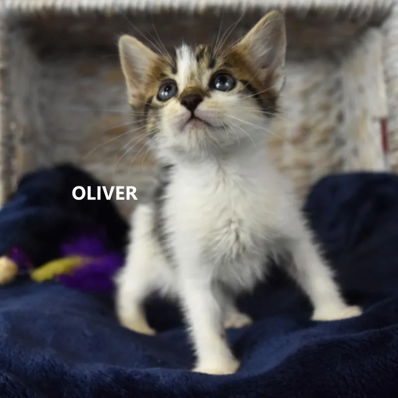 Oliver thumbnail 4