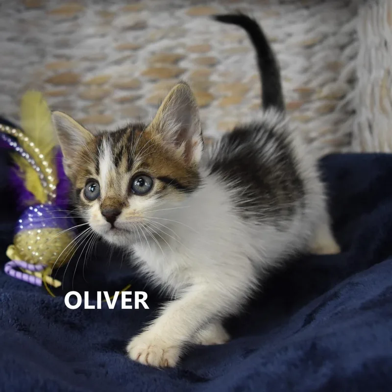 Oliver thumbnail 5
