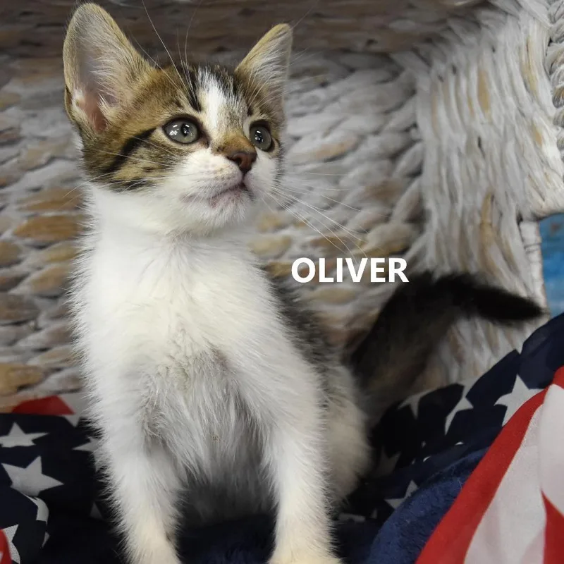 Oliver thumbnail 6