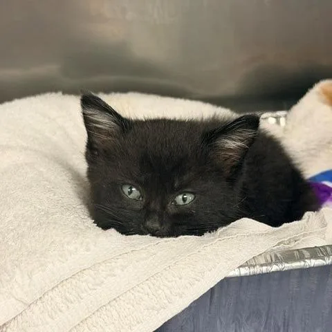 A baby small-sized male Black Domestic Short Hair cat named Puffinstuff for adoption in Long Beach, CA