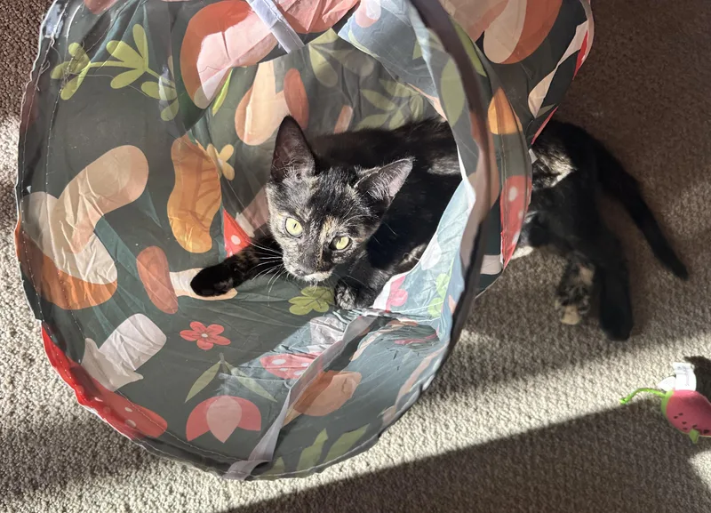 A baby medium-sized female Tortoiseshell cat named Candy Sweet as for adoption in Prescott, AZ