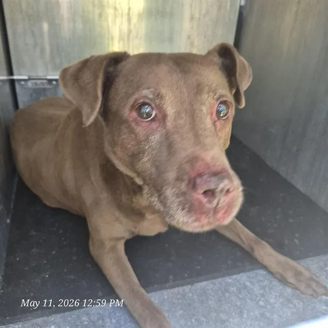 A senior large-sized female American Staffordshire Terrier dog named Brandi for adoption in San Antonio, TX