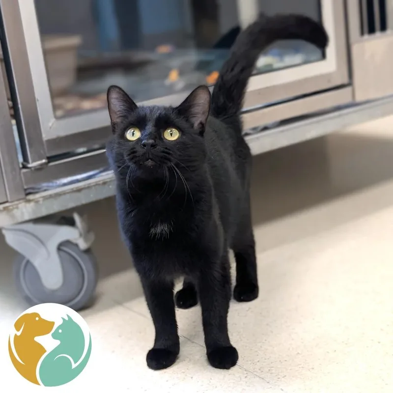 An adult medium-sized male Black Domestic Short Hair cat named Nikki Sixx for adoption in Toledo, OH