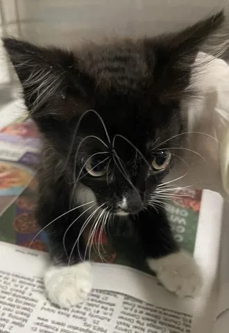A baby small-sized female Domestic Medium Hair cat named Gabriella for adoption in Pensacola, FL