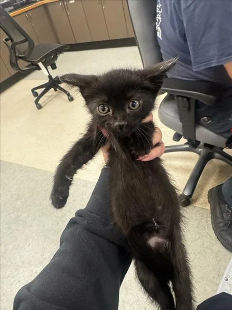 A baby small-sized male Domestic Short Hair cat named Sand for adoption in Van Nuys, CA