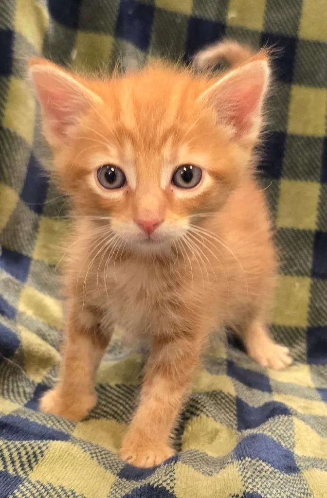 A baby small-sized male Domestic Short Hair cat named Axel for adoption in Murphysboro, IL