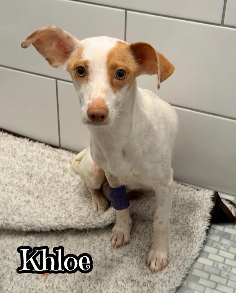 A young small-sized female White / Cream Chihuahua dog named Khloe` for adoption in Tulsa, OK