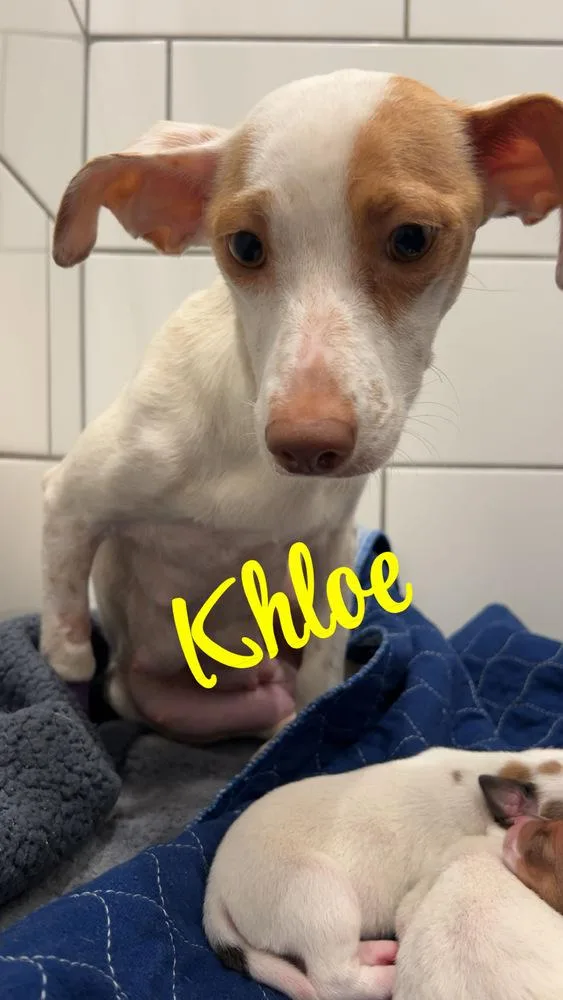 Khloe` thumbnail 4