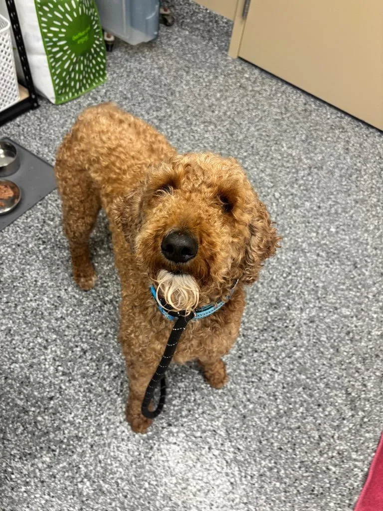 An adult large-sized male Golden Retriever dog named Scooby for adoption in Liverpool, NY