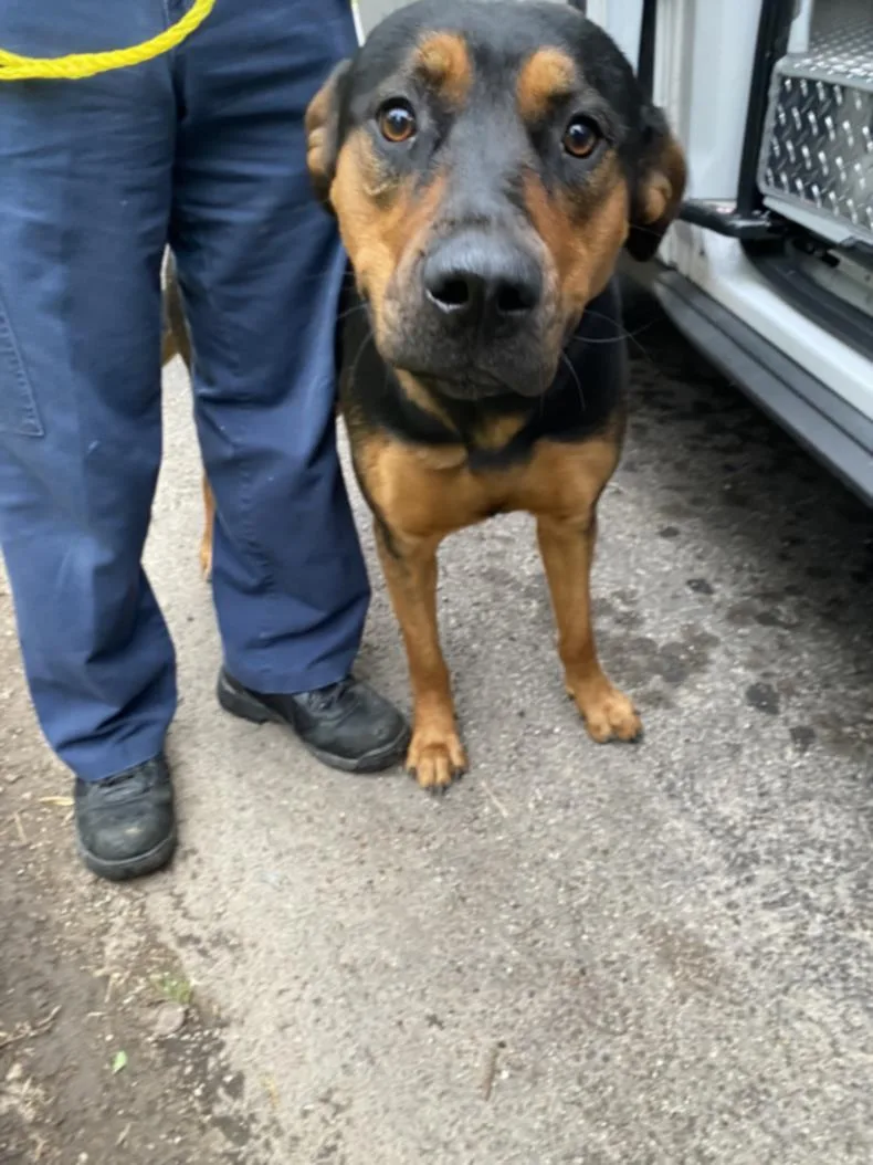A young large-sized female Rottweiler dog named Tootie for adoption in Dallas, TX