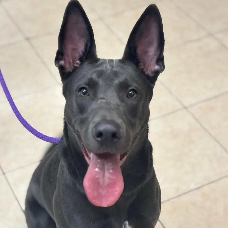 An adult large-sized male Shepherd dog named Heath for adoption in Birmingham, AL