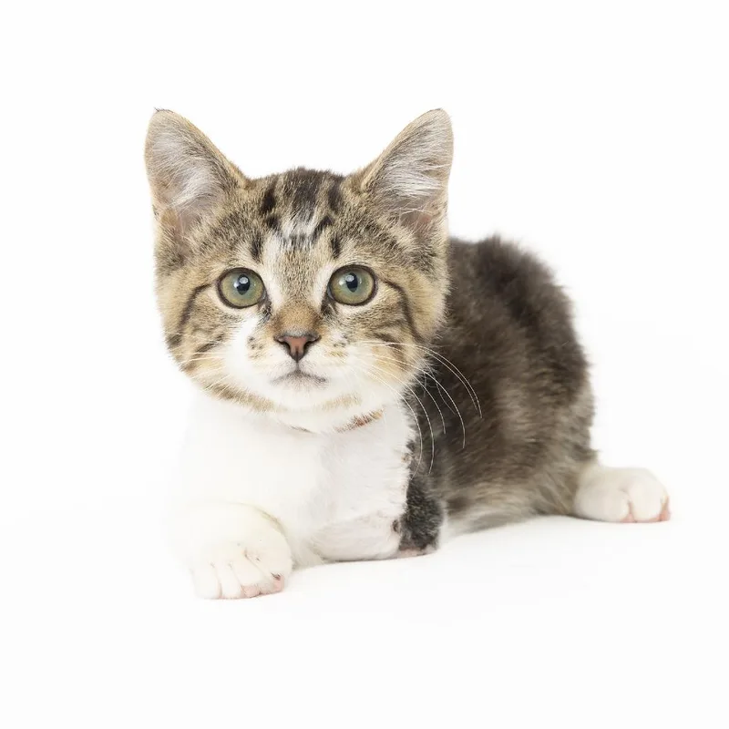 A baby small-sized male White American Shorthair cat named Goofy for adoption in Franklin, TN