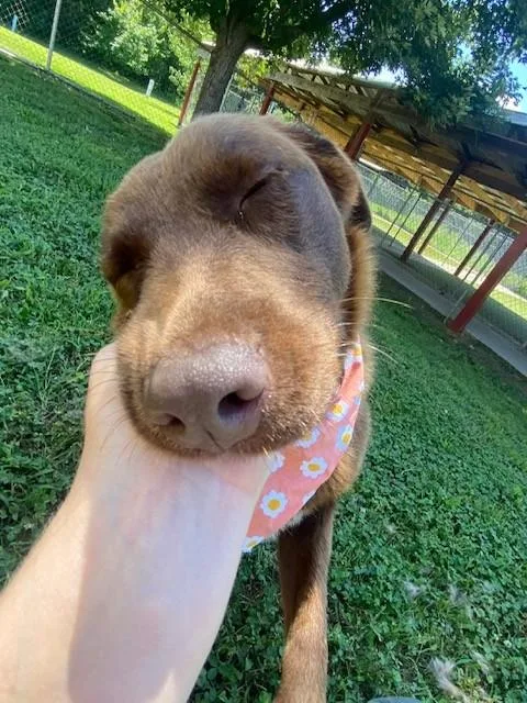 An adult medium-sized female Brown / Chocolate Labrador Retriever dog named Snickerdoodle for adoption in Fayetteville, AR