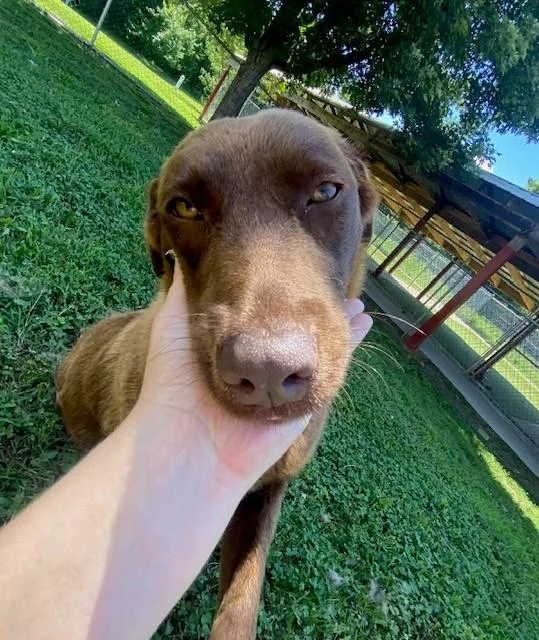 Snickerdoodle thumbnail 3