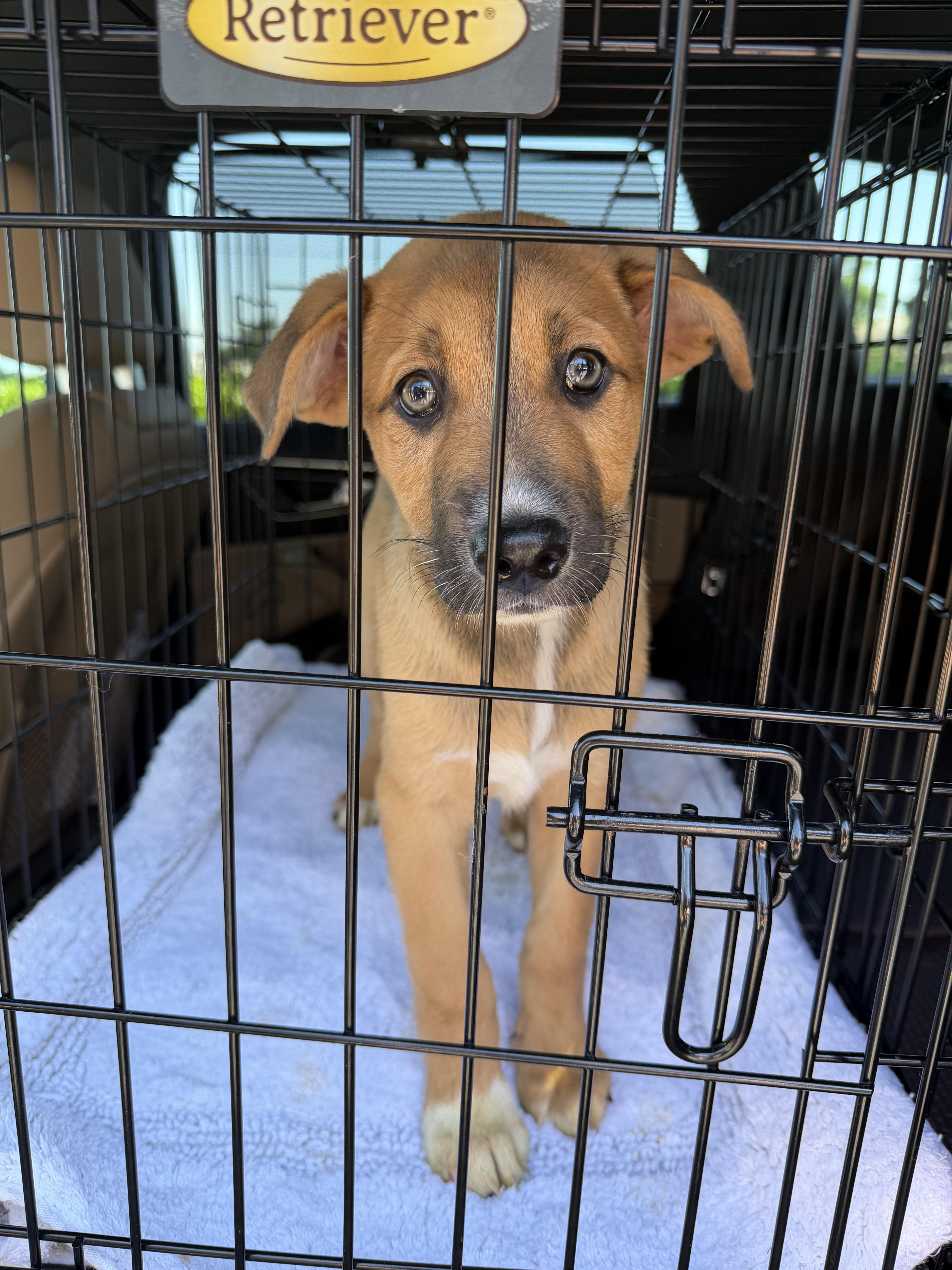 A baby medium-sized female German Shepherd Dog dog named Darcy for adoption in Plano, TX