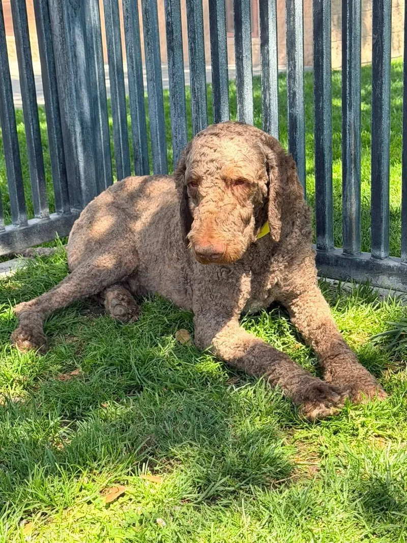 A young large-sized male Apricot / Beige Labradoodle dog named Paddington for adoption in Oakland, CA
