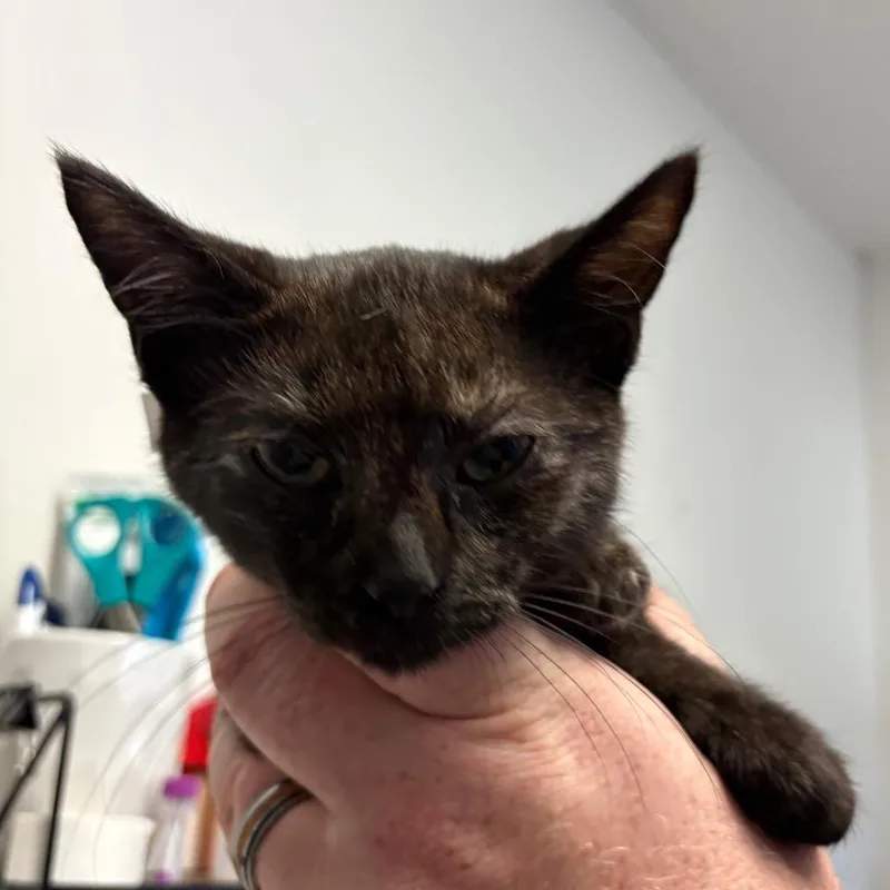 A baby small-sized female Black Domestic Short Hair cat named Peanut for adoption in Santa Barbara, CA
