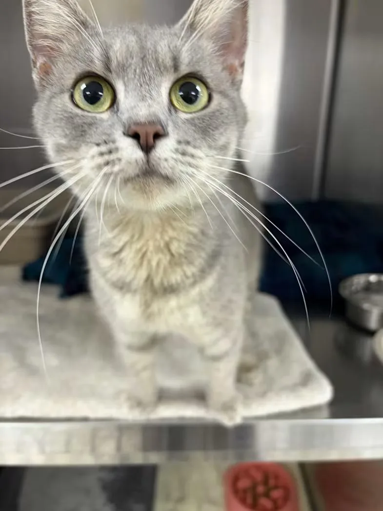 An adult medium-sized female Tabby (Gray / Blue / Silver) Domestic Short Hair cat named Suzie Cute for adoption in Greensboro, NC