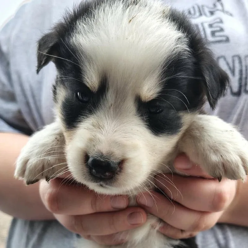 A baby small-sized male Mixed Breed dog named Stove for adoption in Buffalo, MN