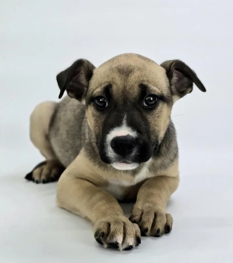 A baby large-sized female Pit Bull Terrier dog named Strudel for adoption in Sedalia, CO