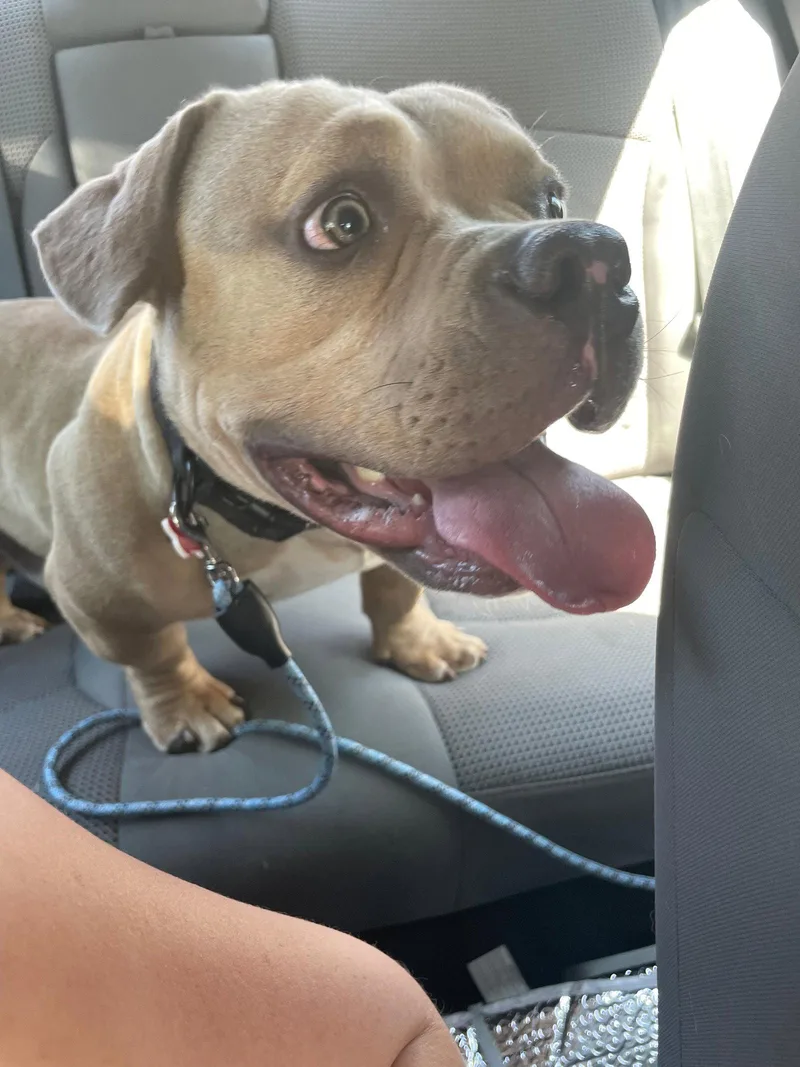 An adult medium-sized male Bull Terrier dog named Thor for adoption in Margate, FL