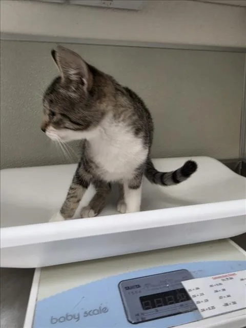 A baby small-sized female Domestic Short Hair cat named Dough for adoption in Tracy, CA