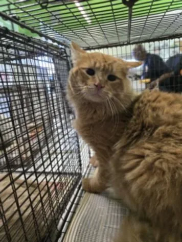 A young medium-sized male Domestic Medium Hair cat named Rusty for adoption in Los Angeles, CA