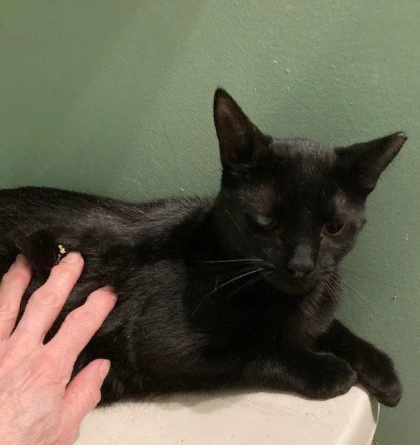 A young medium-sized male Domestic Short Hair cat named Dex for adoption in Macedonia, OH