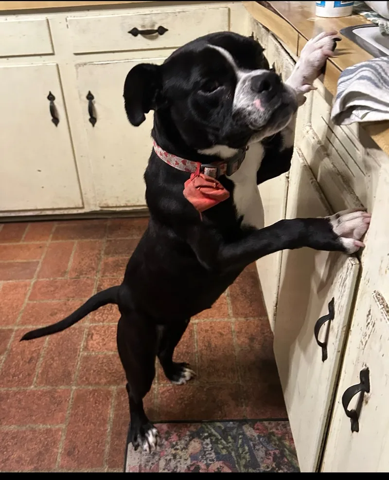 Mabelpriority!!!! thumbnail 3