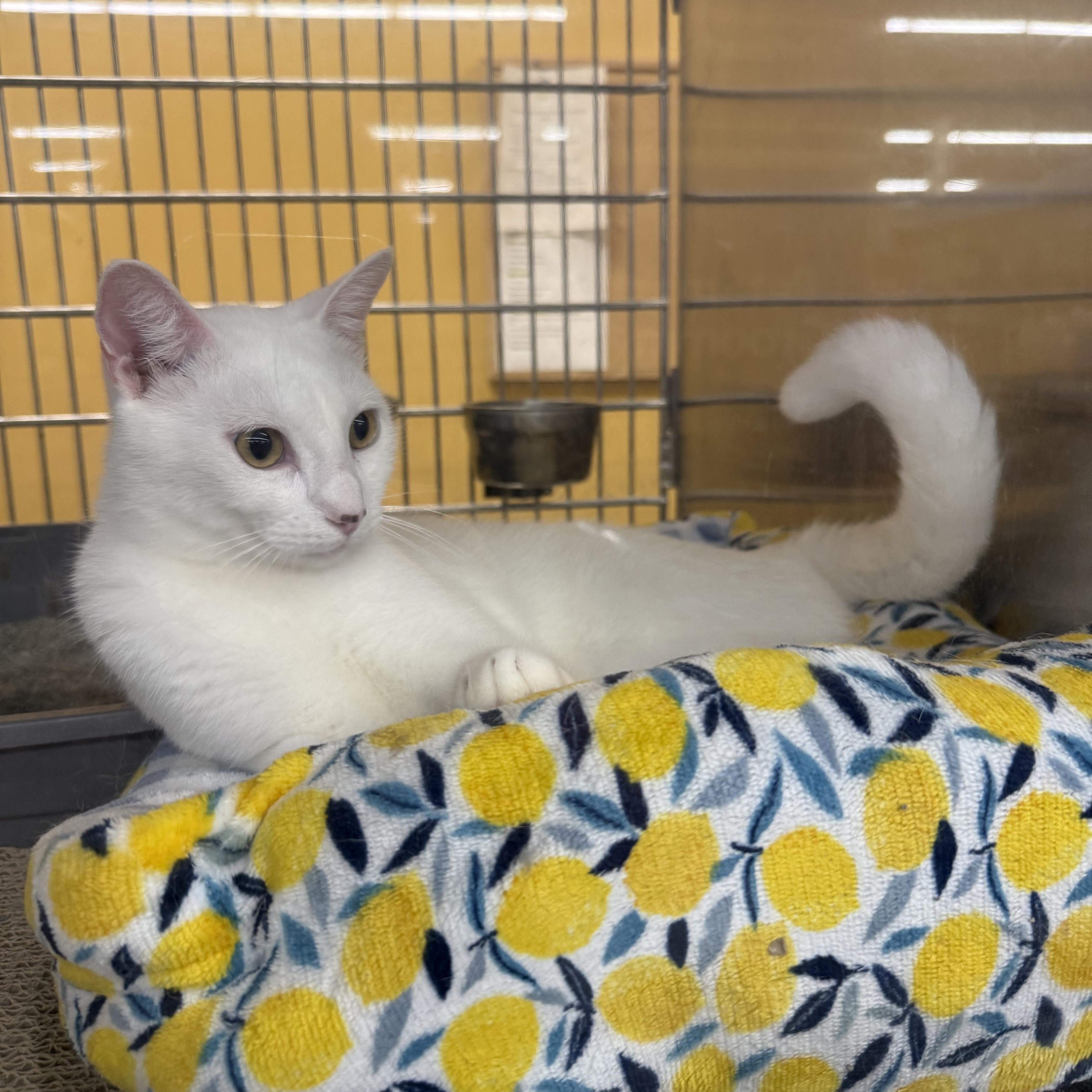 An adult medium-sized male White Domestic Short Hair cat named Bolt for adoption in Harvey, LA