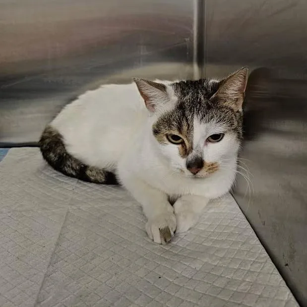 A young medium-sized female White Domestic Short Hair cat named Sol for adoption in Toms River, NJ