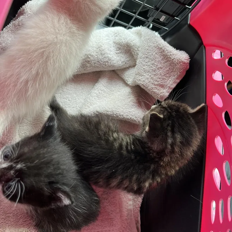 A baby small-sized female Black Domestic Short Hair cat named Ash for adoption in Webster, TX